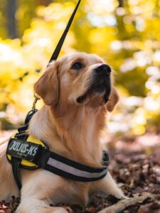 service dog breeds, best assistance dogs, top service dogs, helper dogs, working dogs,