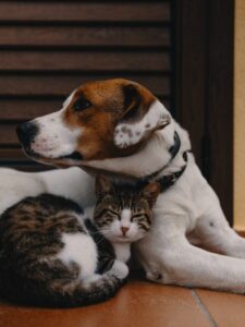 dogs and cats, dogs for cats, cat friendly dogs, dogs that like cats, best dogs with cats,