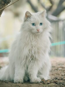 fluffy cats, fluffiest cats, furry cats, cuddly cats, persian cats, ragdoll cats,