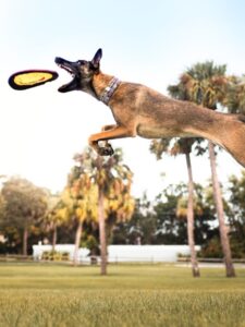 competition dogs, best dogs for sports, top dog breeds obedience trials, dog agility breeds, canine show dogs,