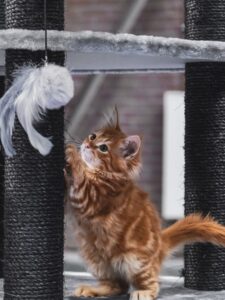 Playful cat breeds, Energetic cats, Lively feline companions, Spirited cat breeds, Active kitties, Playful pet cats, Energetic felines, High-energy cat breeds, Playtime with cats, Lively and playful kitties,