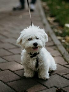 Bichon Frise, canine companion, adorable, playful, intelligent, compact, minimal shedding, health considerations, training delight,