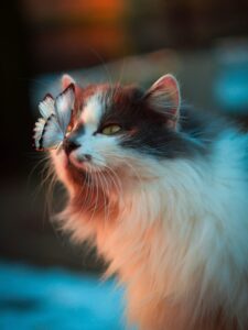 Choosing a cat, Best cat breeds, Cat personality, Adopting a cat, Ideal pet cat, Cat breed guide, Feline companionship, Family-friendly cats, Cat care tips, Picking the right cat,